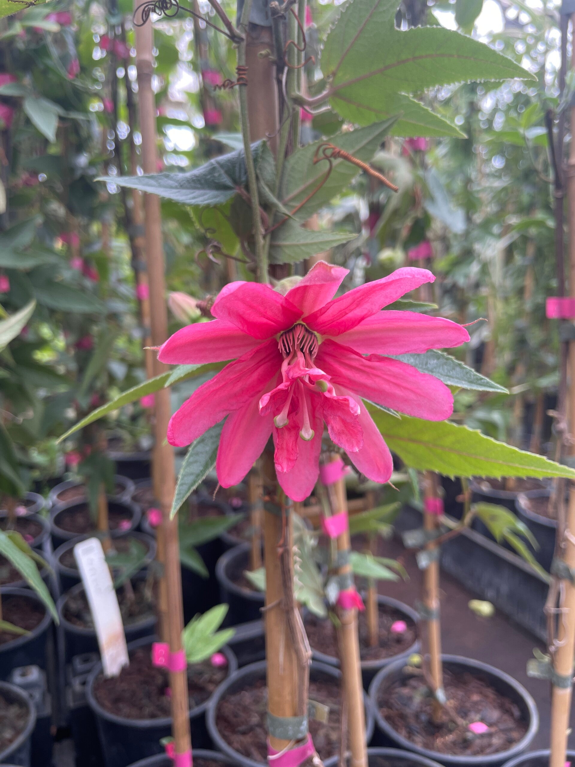 Passiflora mollissima