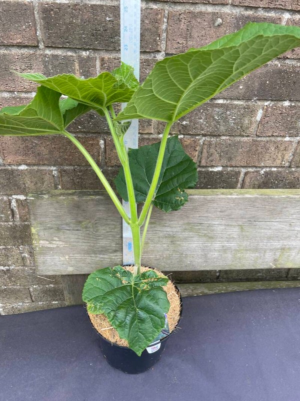 Paulownia Fast Blue - Foxglove tree