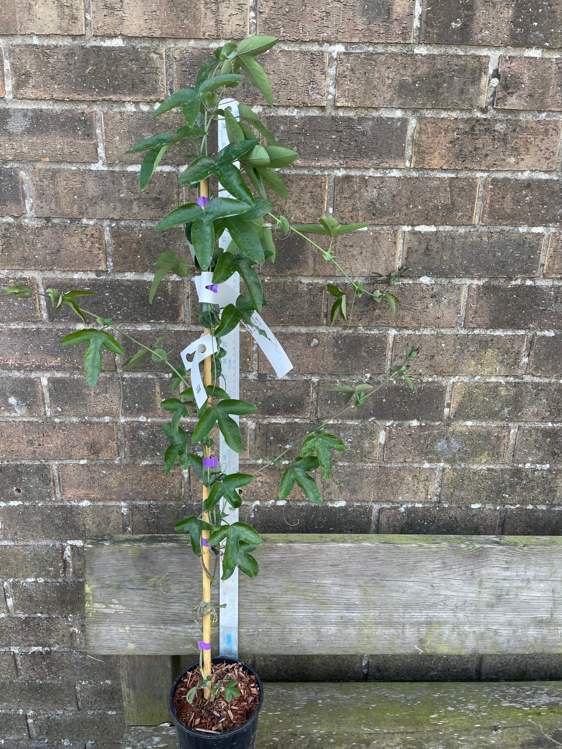 Passiflora Purple Haze