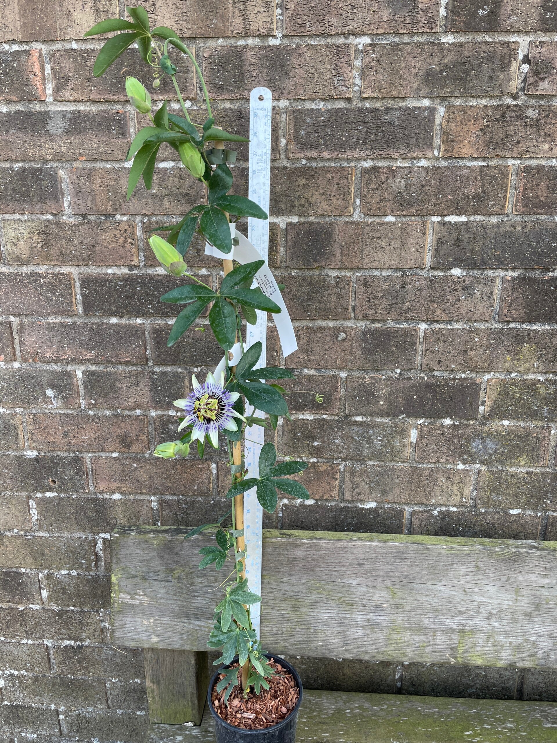 Passiflora caerulea