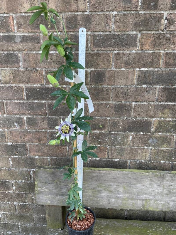 Passiflora caerulea