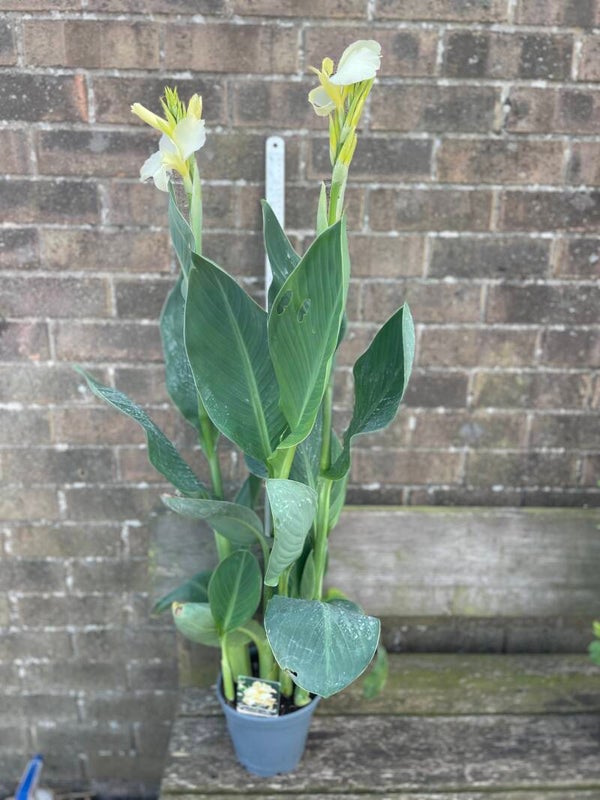 Canna Alaska - 2ltr pot