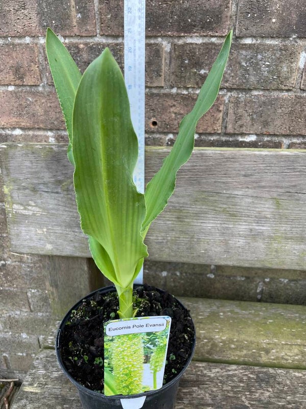 Eucomis Pole Evansii - 3ltr pot