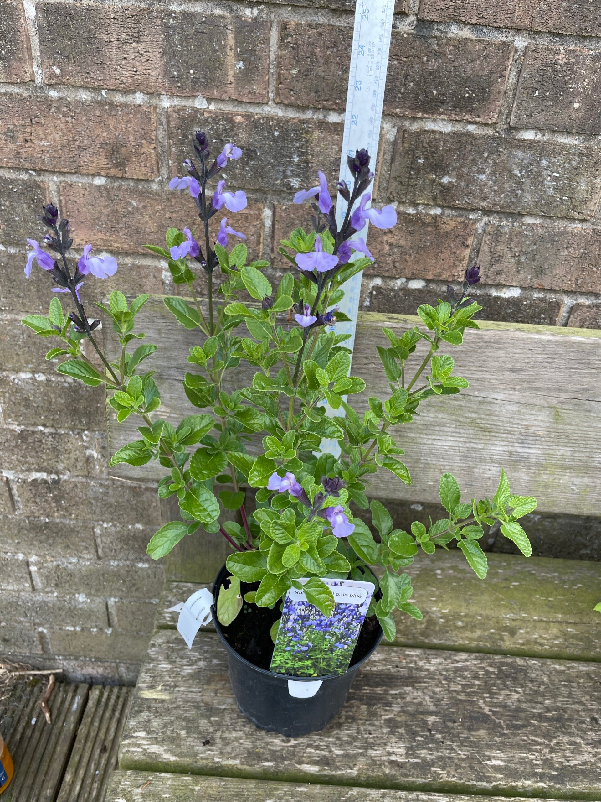 Salvia so cool pale blue - 2ltr pot