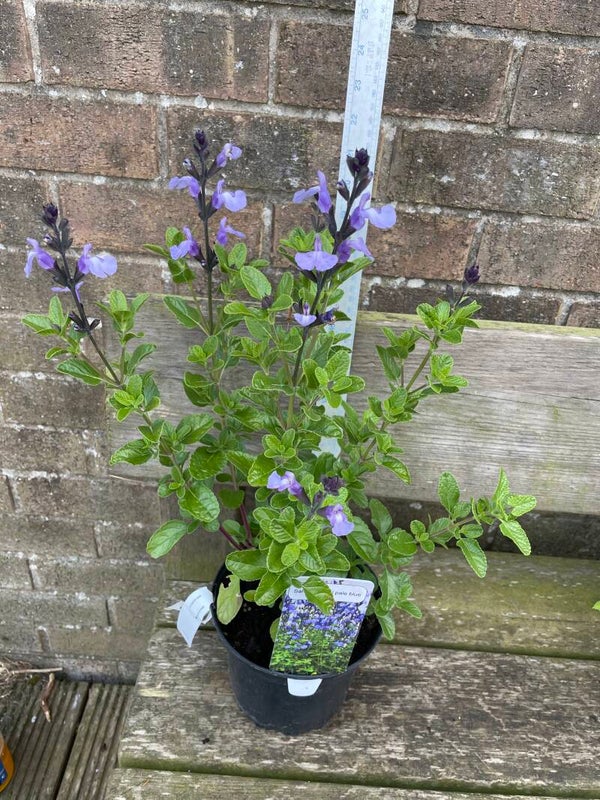 Salvia so cool pale blue - 2ltr pot