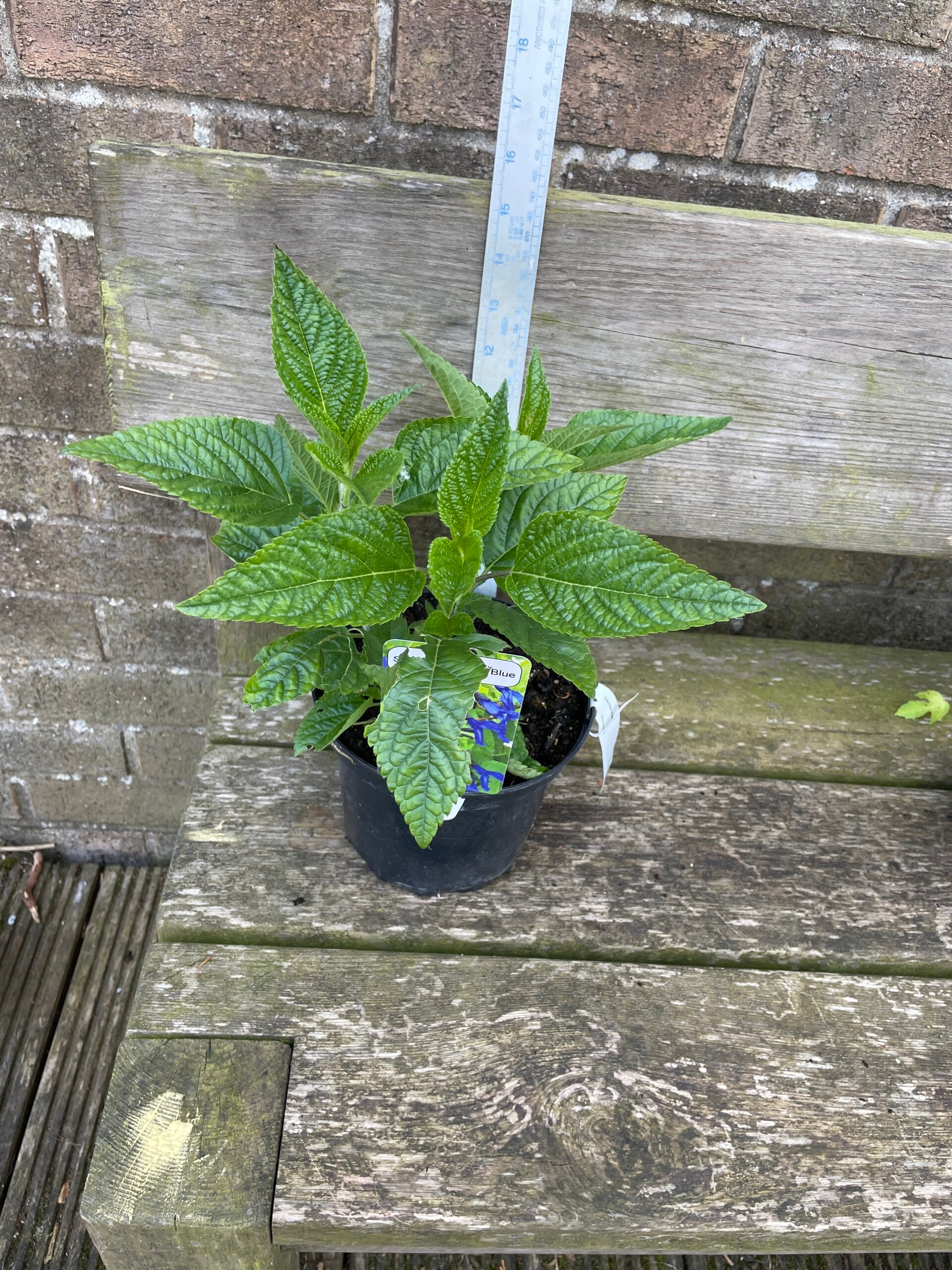 Salvia Black and Blue - 2ltr pot