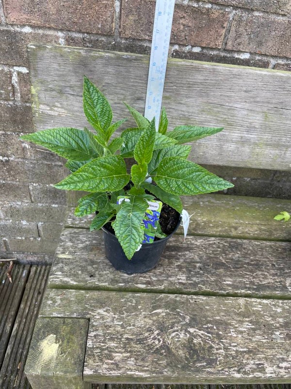Salvia Black and Blue - 2ltr pot