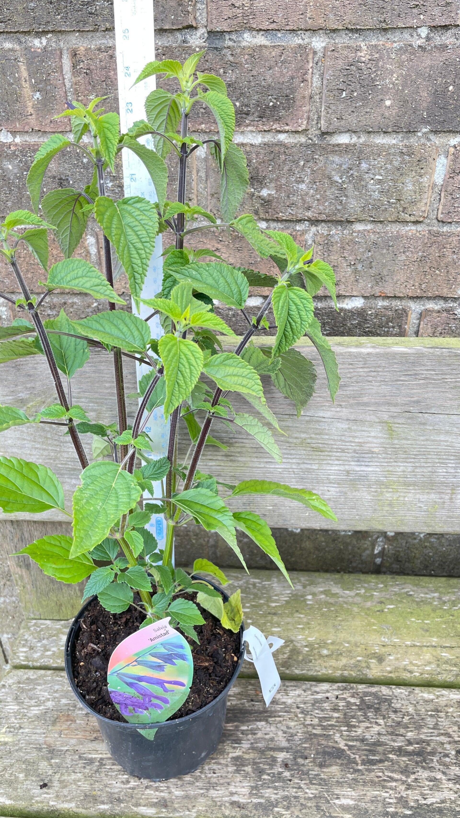 Salvia Amistad 2ltr pot