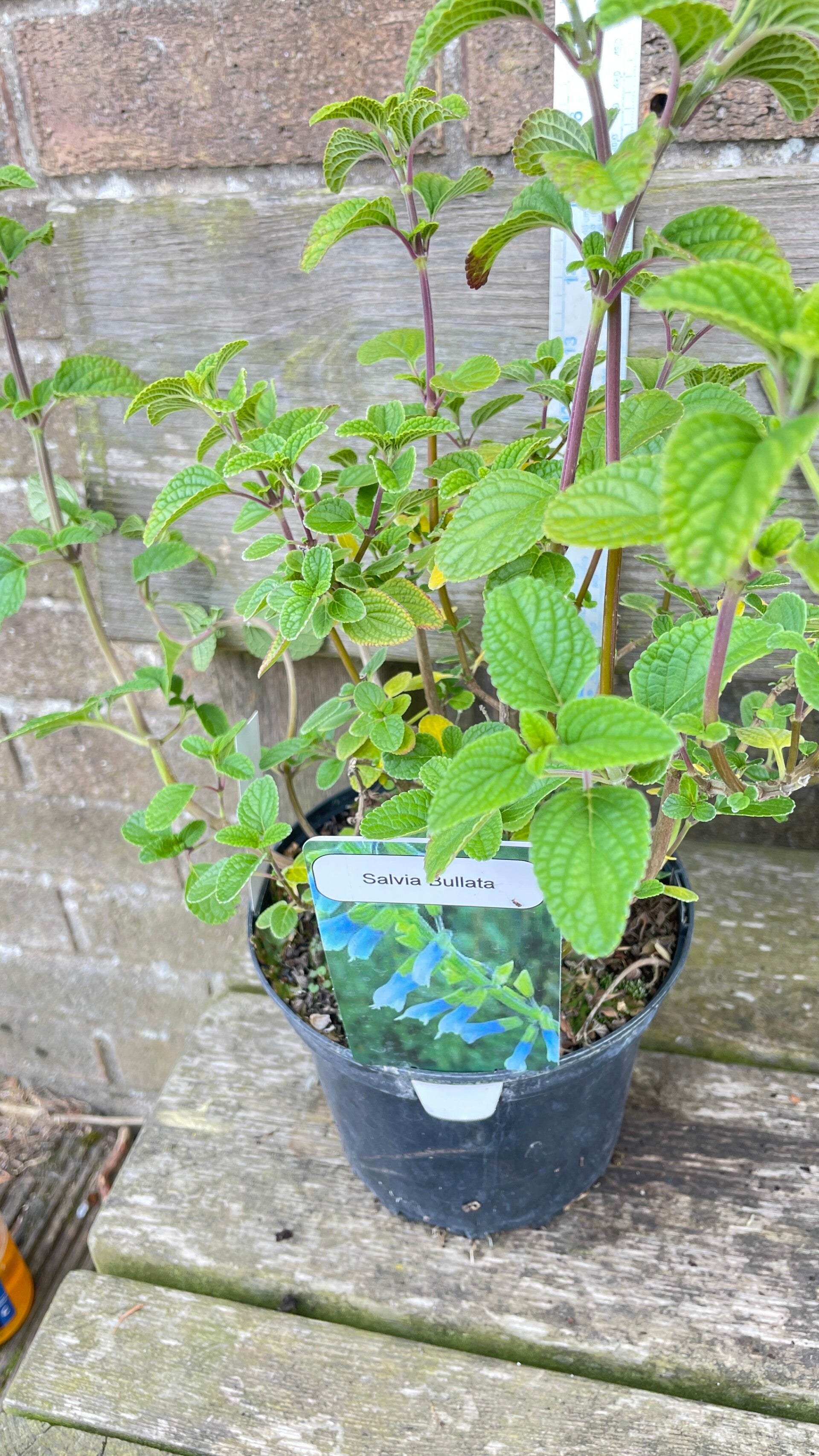 Salvia bullulata - 2ltr pot