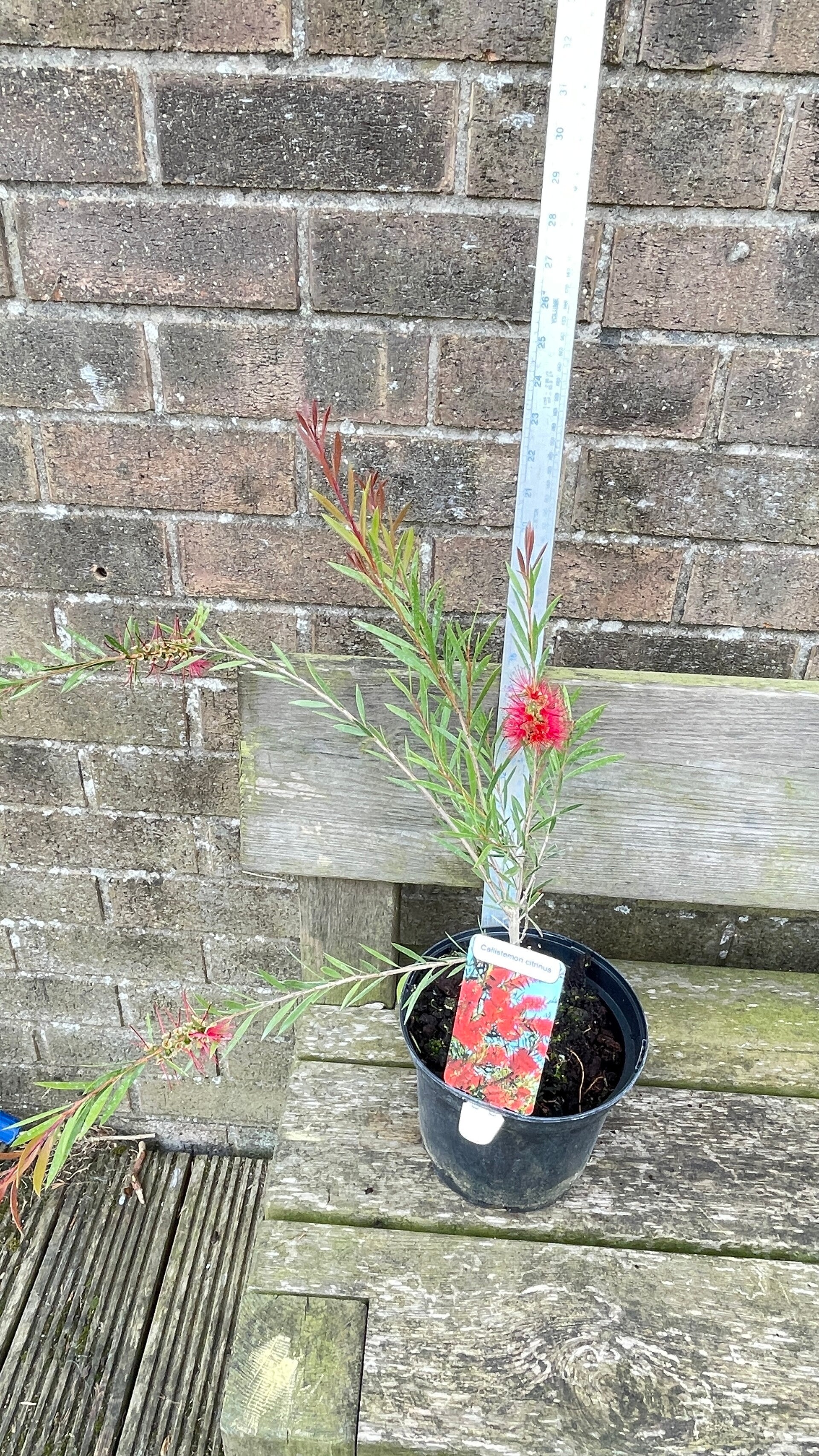 Callistemon citrinus Splendens - 3ltr pot. Crimson bottlebrush
