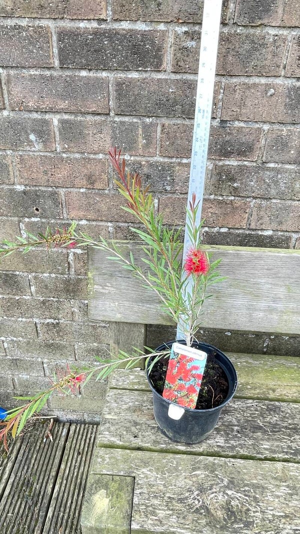 Callistemon citrinus Splendens - 3ltr pot. Crimson bottlebrush