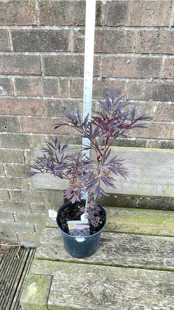 Sambucus black lace - 3ltr pot