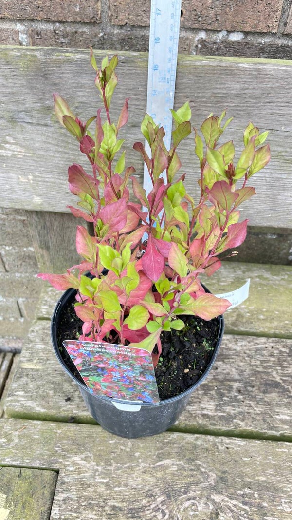 Ceratostigma plumbaginoides - 3ltr pot