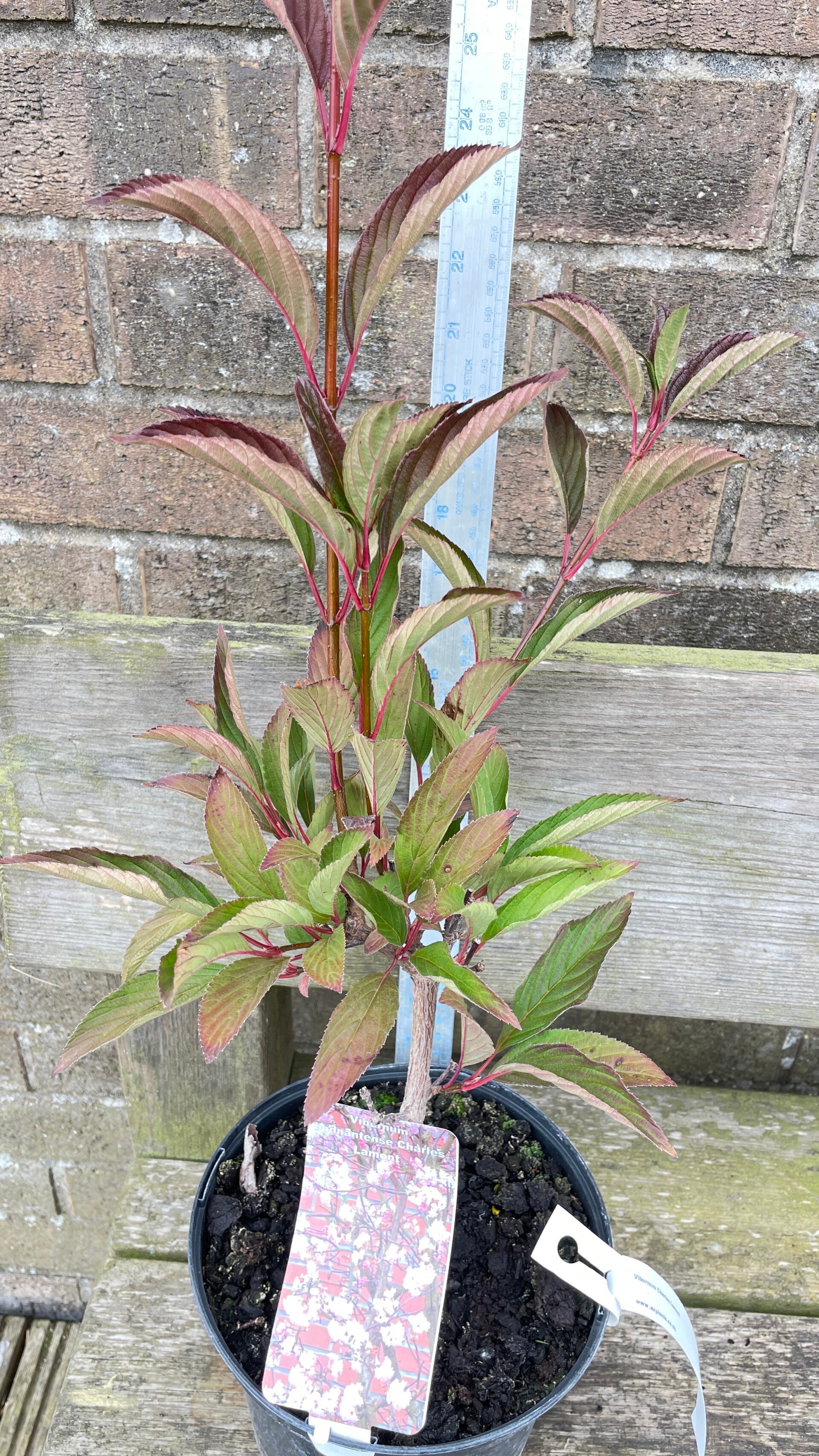 Viburnum bodnantense Charles Lamont - 3ltr pot