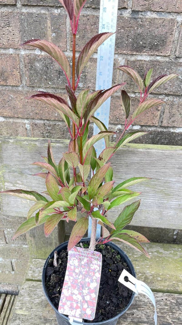Viburnum bodnantense Charles Lamont - 3ltr pot
