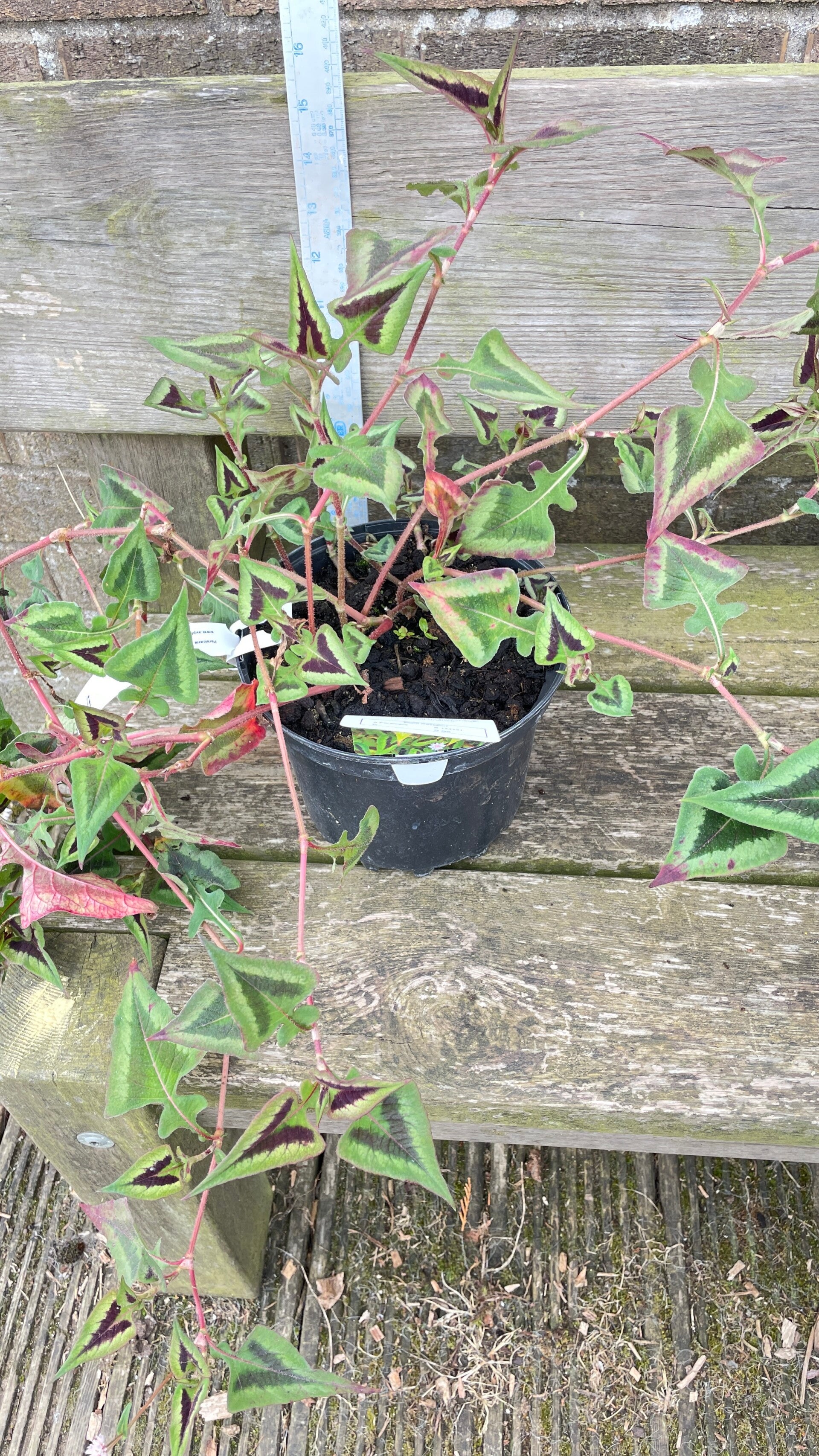Persicaria purple fantasy - 3ltr pot