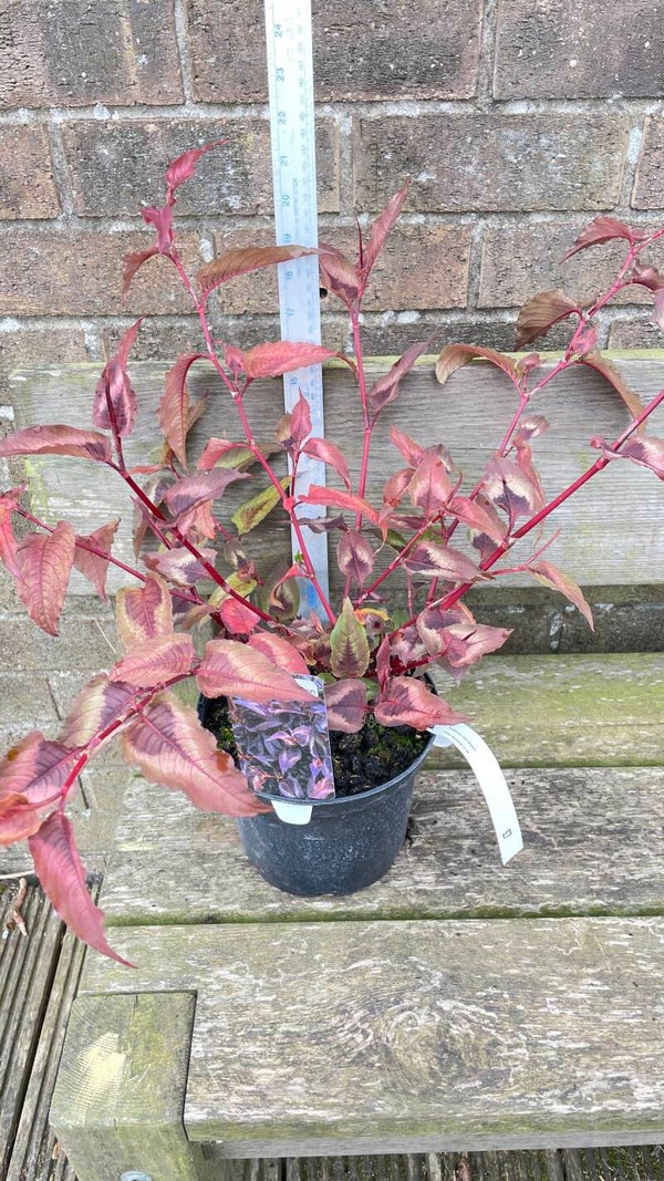 Persicaria Red dragon - 3ltr pot