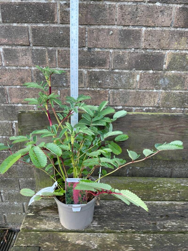 Sanguisorba Lilac squirrel - 2ltr pot