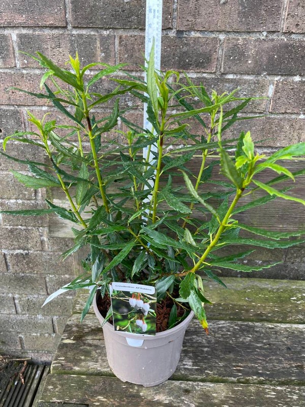 Crinodendron hookeranium Alf Robbins 3ltr pot