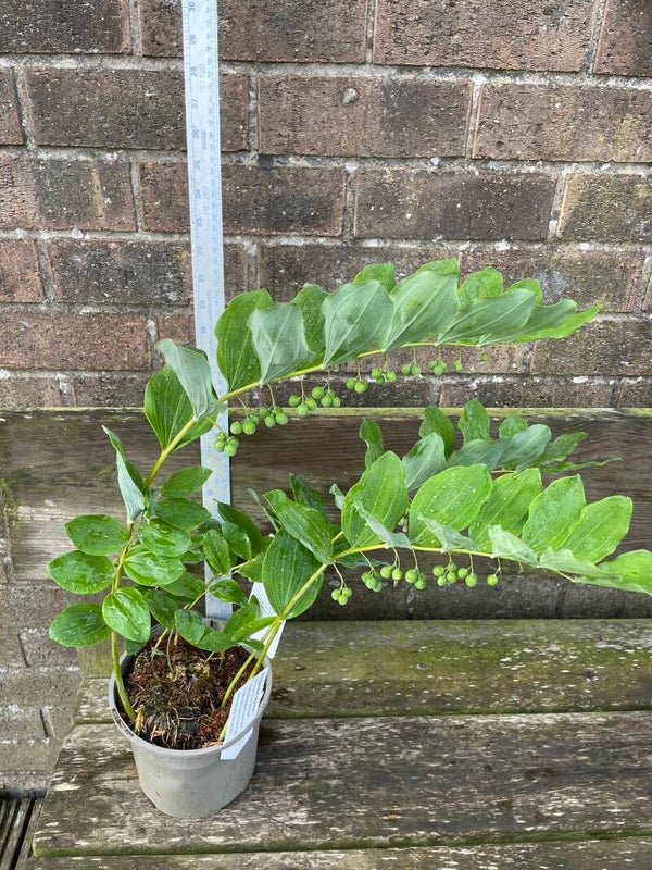 Polygonatum odoratum - Solomans seal - 2ltr pot