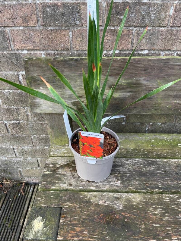 Watsonia Tresco Hybrid - 2ltr pot