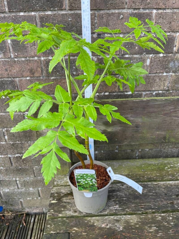 Melanoselinum decipens - Black parsley - 2ltr pot