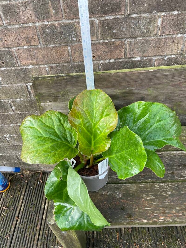 Bergenia pacumbis - 2ltr pot