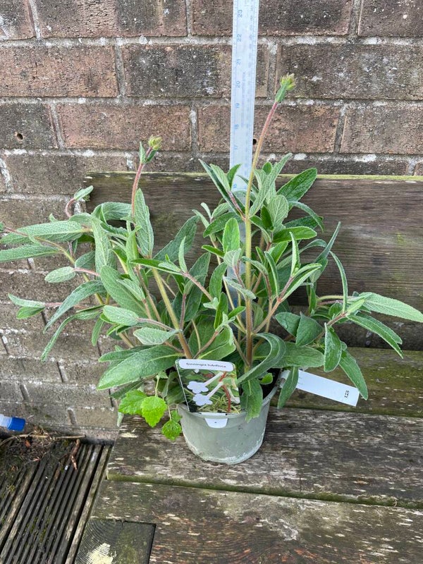 Sinningia tubiflora - 2ltr pots