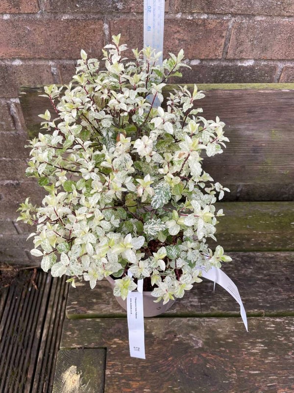 Pittosporum Irene Pattison - 3ltr pot