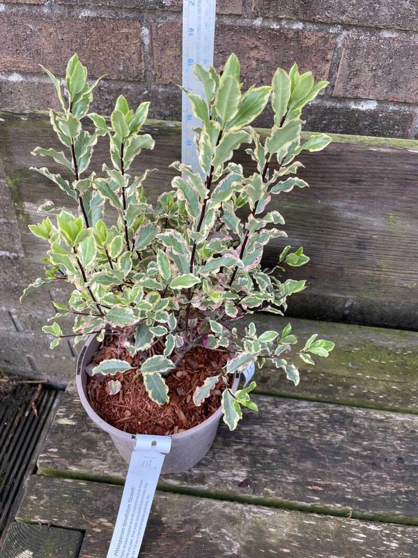 Pittosporum tenufolium Elizabeth - 3ltr pot