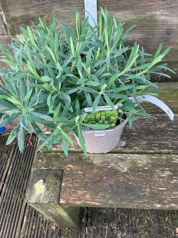 Euphorbia characias subsp. wulfenii - 3ltr pot