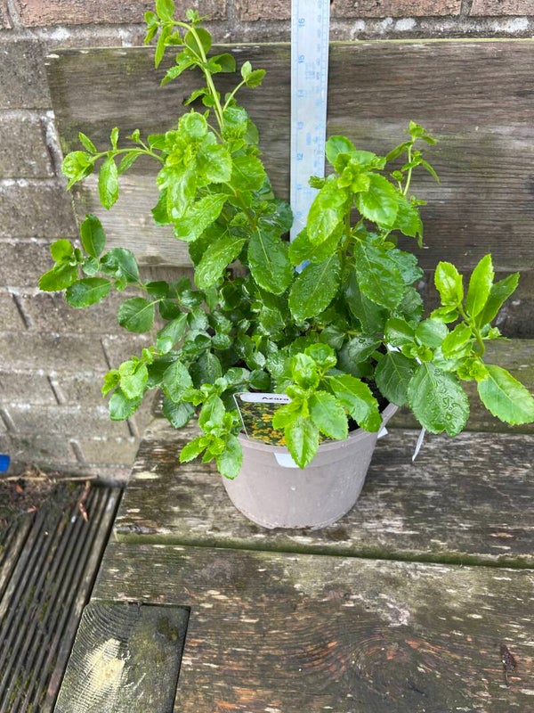 Azara serrata - 3ltr