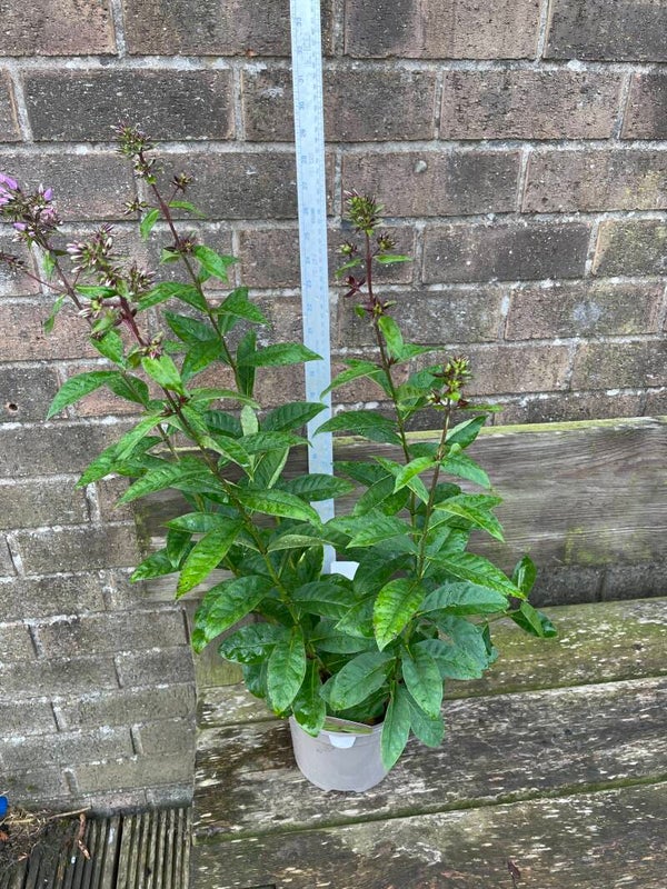 Phlox paniculata Butonik - 2ltr pot