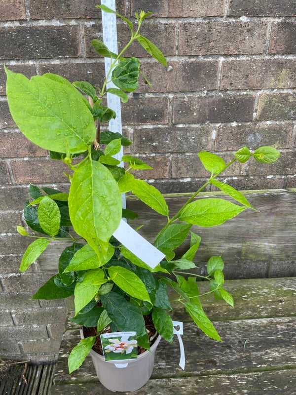 Calycanthus Venus - 3ltr pot
