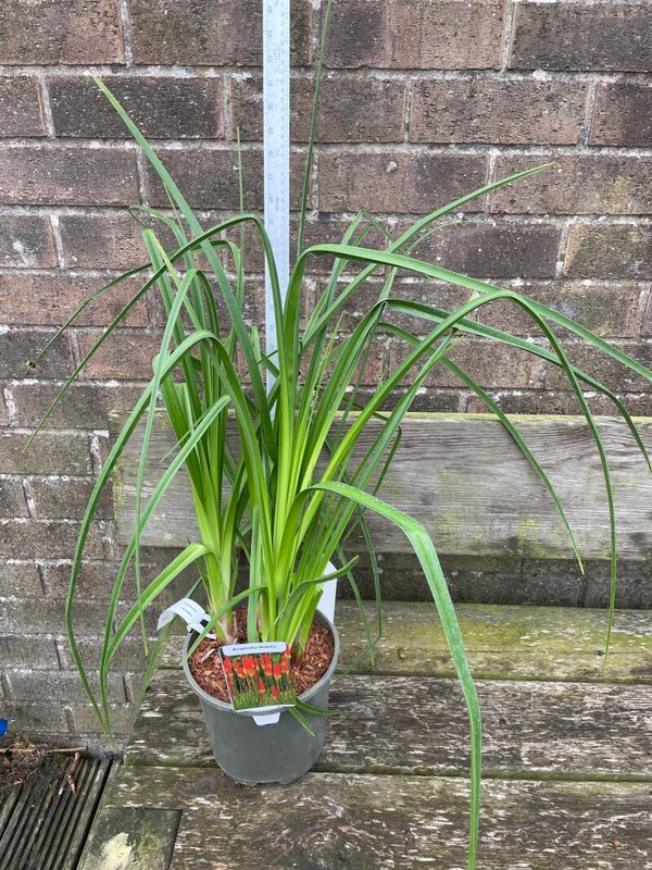 Kniphofia uvaria Nobilis - 3ltr pot