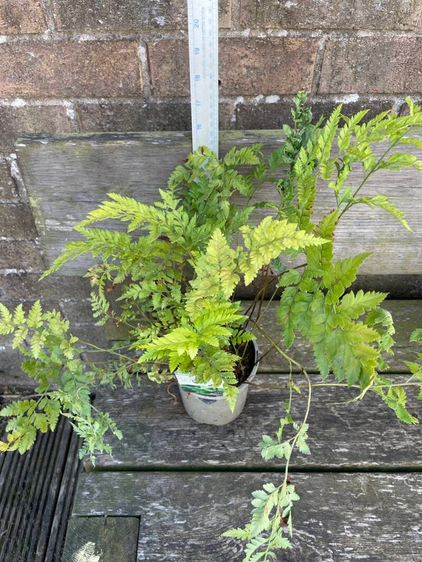 Rumohra adiantiformis - 1ltr pot