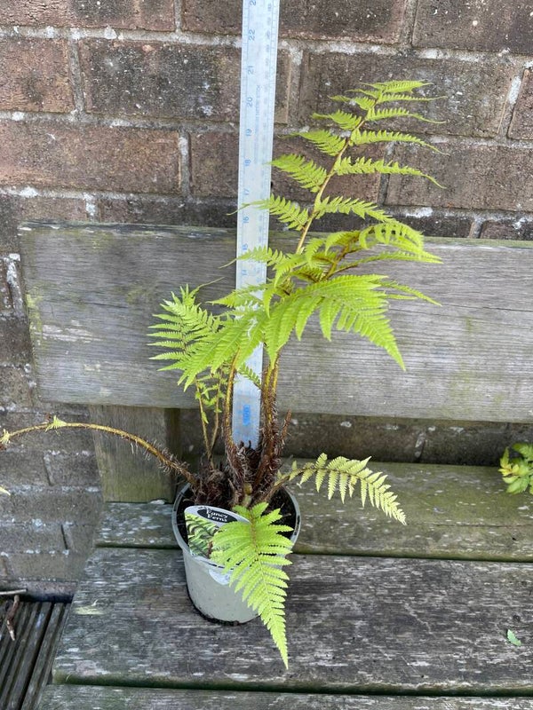 Cyathea Cooperi Brentood 1 ltr