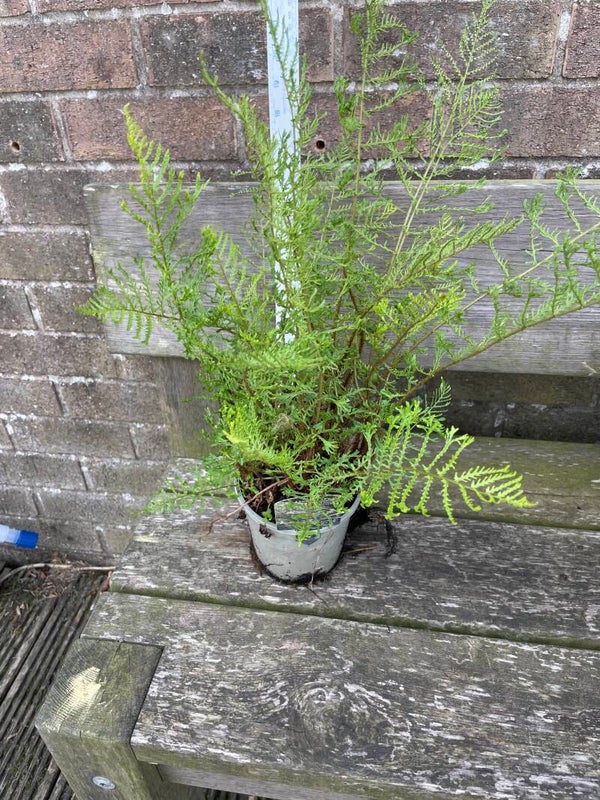 Dryopteris filix-mas Linearis Polydactyla - 1ltr pot
