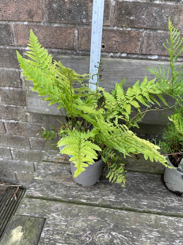 Dryopteris coreano ssp. Montana - 1ltr pot