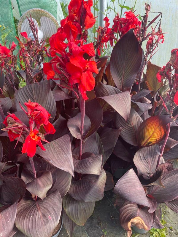 Canna Red Velvet - 2ltr pot