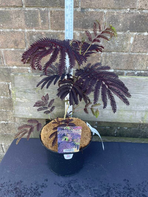 Albizia julibrissin 'Summer Chocolate'PBR - 3ltr pot