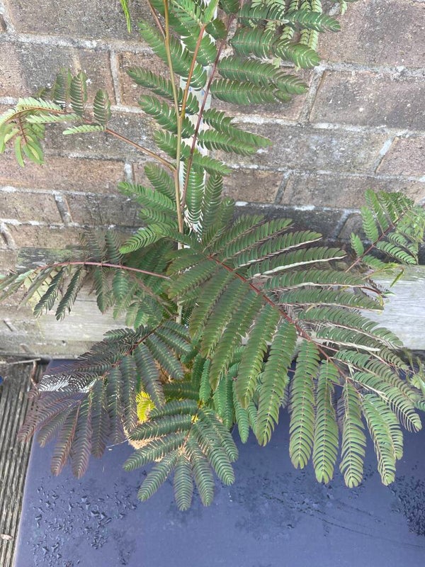 Albizia julibrissin Tropical Dream ('Pos 1') - 3ltr pot
