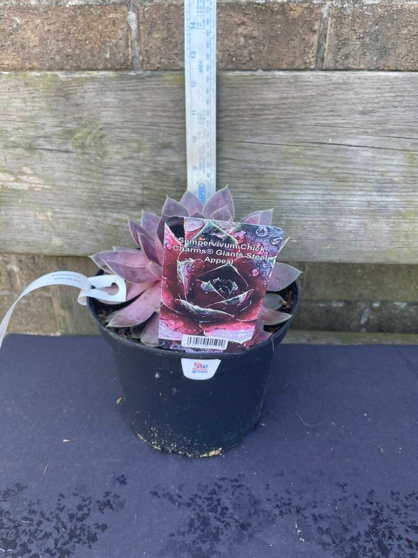 Sempervivum Chick Charms Giants Steel Appeal - 3ltr pot