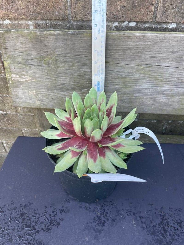 Sempervivum Chick Charms  Giants Gold Mine - 3ltr pot