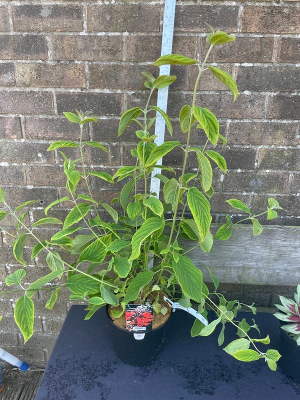 Colquhounia Nepalese Flame - 3ltr pot