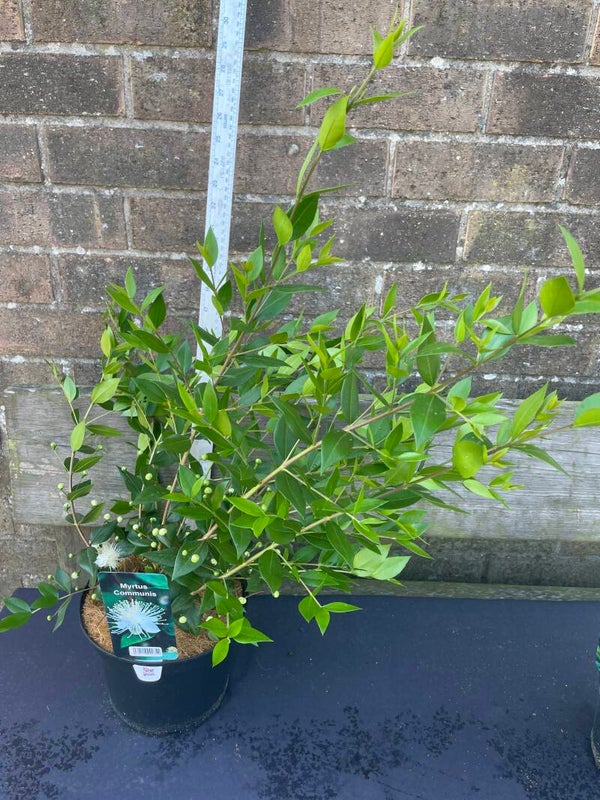 Myrtus Communis - 3ltr pot