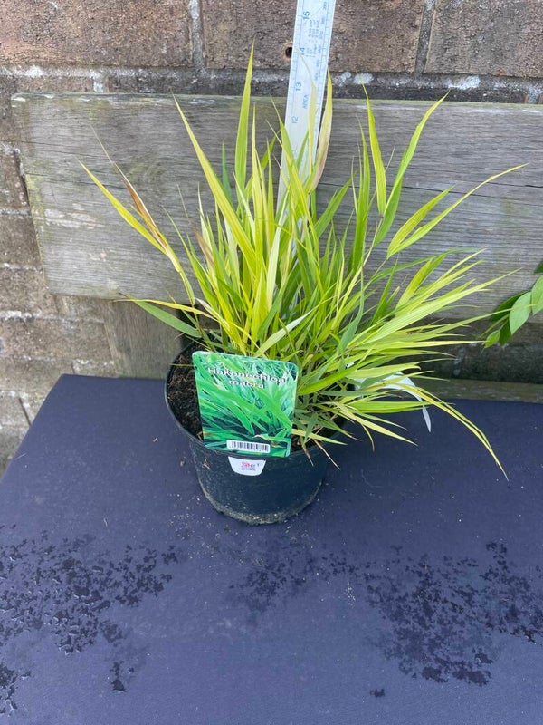 Hakonechola macra - 2ltr pot Japaese forest grass
