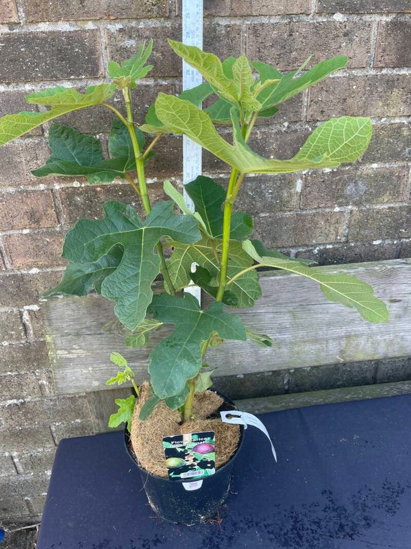 Ficus carica Fignomenal ('PT-DF-14') (PBR) - 3ltr pot