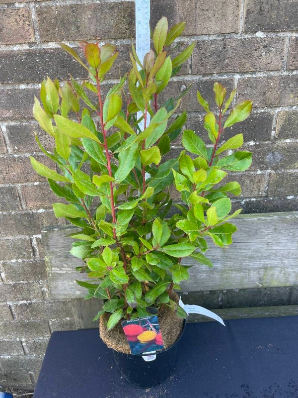 Arbutus Unedo - 3ltr pot Strawberry tree