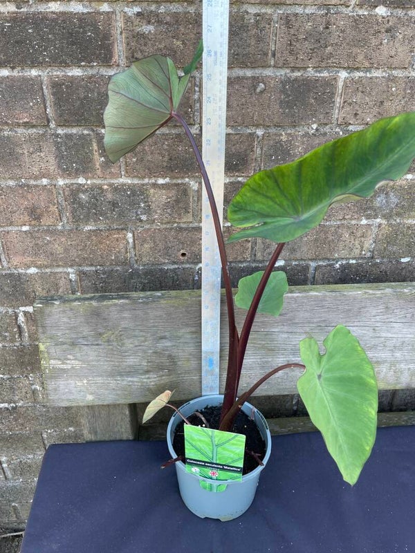Colocasia esculenta Metallica - 2ltr pot